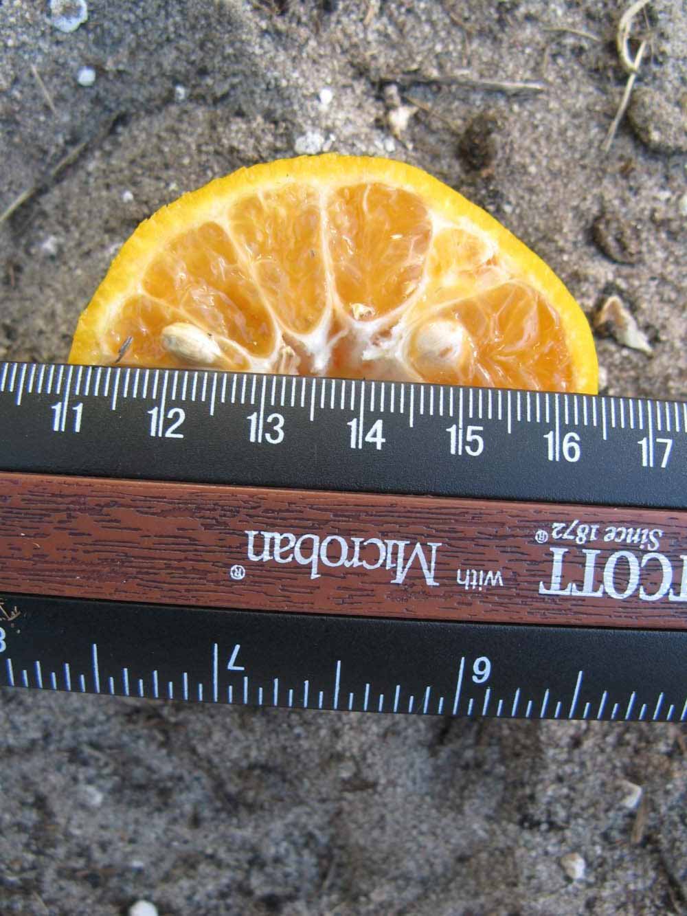            Fruit cross-section (Winter Haven, FL)   